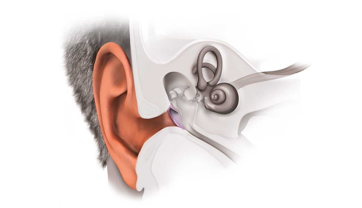 how hearing works